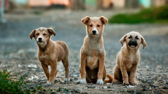 Câinii din Valu lui Traian vor fi microcipati