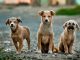 Câinii din Valu lui Traian vor fi microcipati