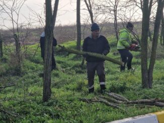 Angajații de la Gospodărie Comunală sunt constant pe teren pentru a menține aspectul estetic al comunei. FOTO Gospodărie Comunală Valu lui Traian